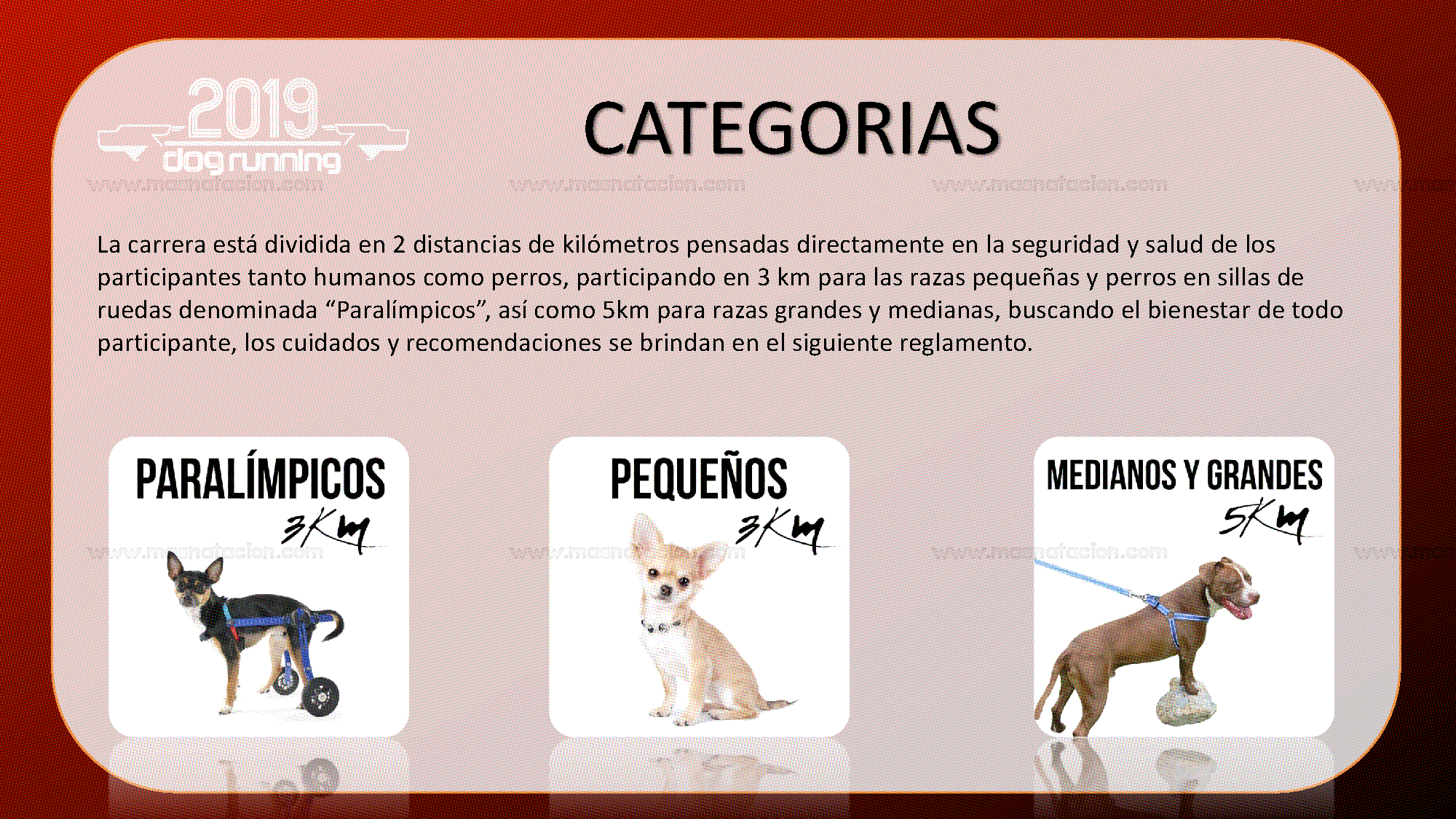 Dog Running Cdmx 2019 - Página 6